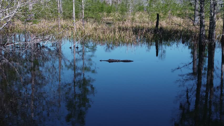 A solitary alligator glides through dark, still swamp water, surrounded by the serene reflections of cypress trees and marsh grasses