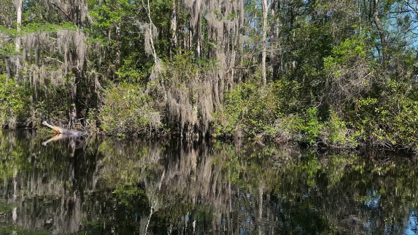 A large alligator is partially submerged in dark water, with lush green vegetation and moss-draped trees reflected on the surface