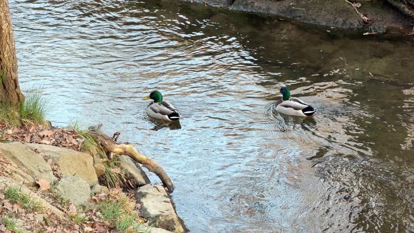 Two wild mallard ducks swimming in natural freshwater by a rocky bank, displaying tranquil wildlife