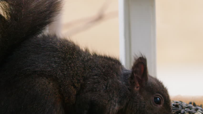 Slo mo close up of three legged Grey squirrel eating seeds at feeder
