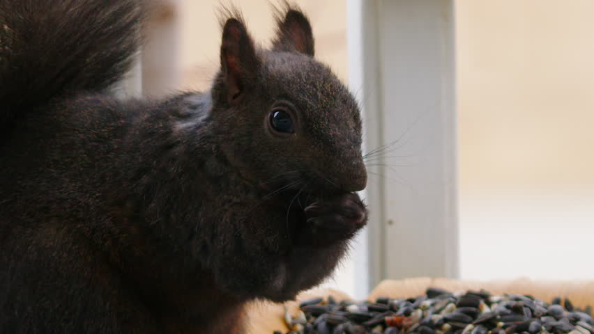 Slow motion closeup: Squirrel with missing leg eats seeds at feeder