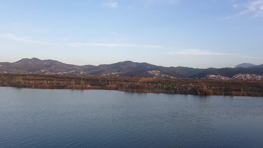 On the riverbank, a flock of birds gathers carefully, flapping their wings gracefully, displaying striking plumage.