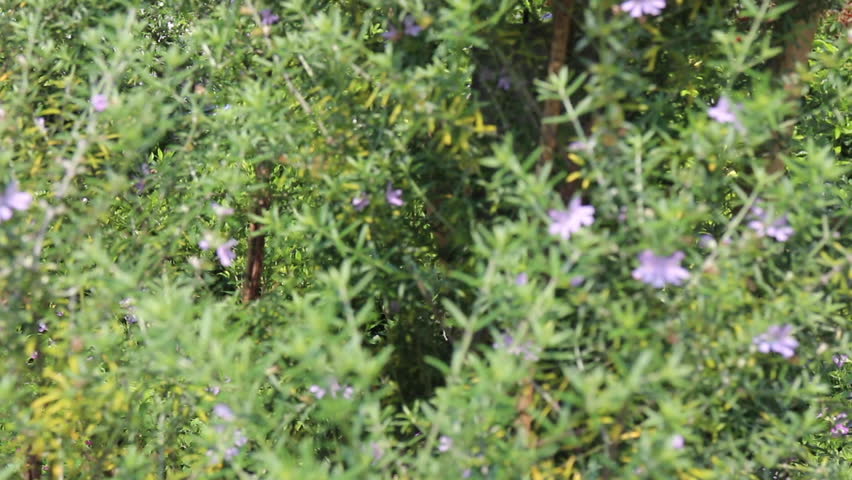 Water reflection lake at public park, stock footage