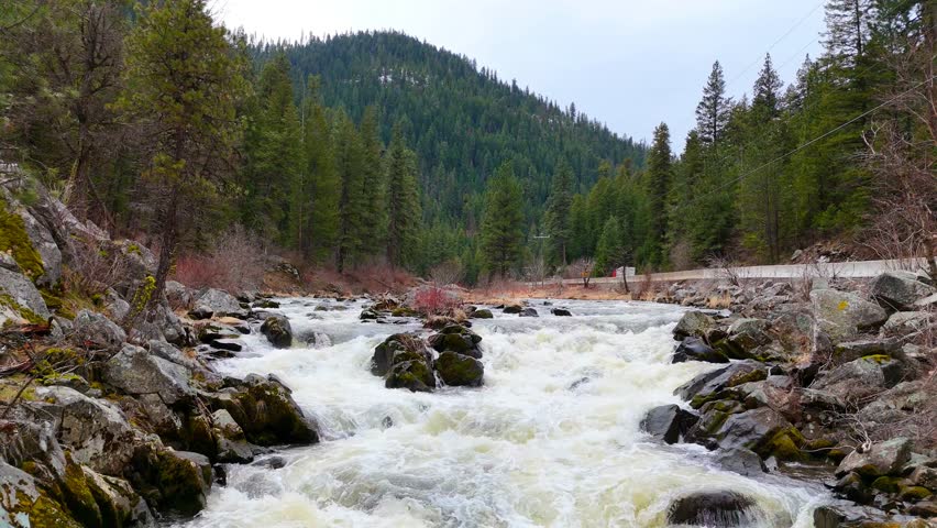 A majestic and powerful cinematic view of a rushing mountain river with white water rapids flowing through a dense forest of evergreen pine trees, capturing the raw energy of nature and the serene beauty of a high-altitude wilderness landscape under a bright sky, ideal for projects emphasizing environmental conservation, adventure tourism, and the peaceful spirit of the great outdoors.