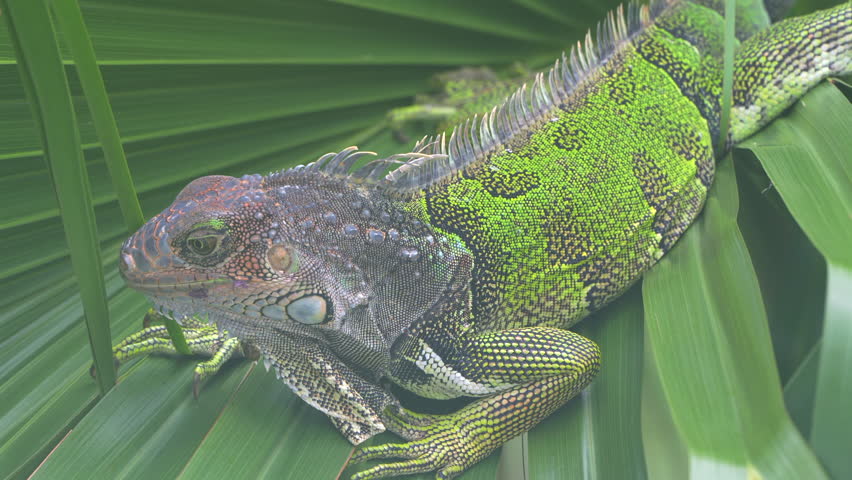 A wild green iguana basking on palm leaves under the bright sun