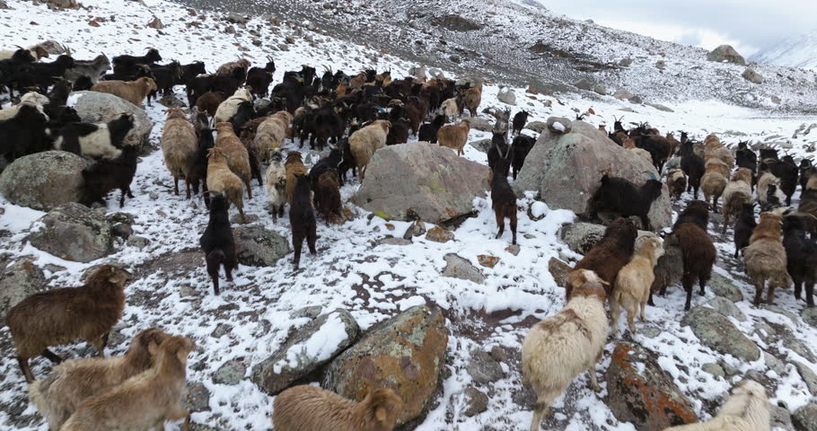 Large Herd Of Sheep Running In Winter Altai Mountains, Mongolia. Aerial Pullback Shot