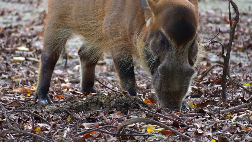 Close up shot of a Red River Hog (Potamochoerus porcus) actively feeding on the ground.