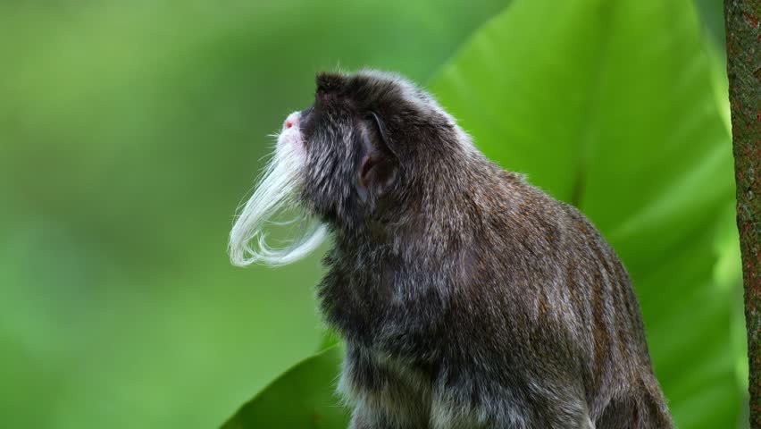 An Emperor tamarin monkey (Saguinus imperator) with a distinctive white mustache, curiously looking around the surroundings, close up portrait shot.