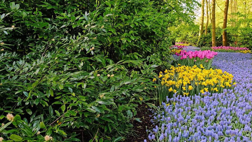 Scenic flower park landscape in Keukenhof, Lisse in The Netherlands