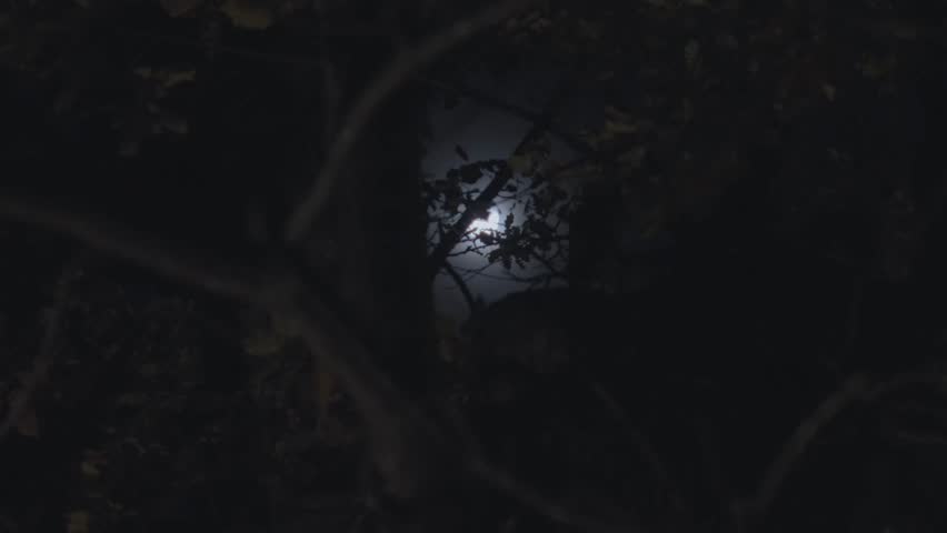 Moon shining behind tree branches and leaves in cold winter night outdoor. Spooky eerie feeling with wind blowing in forest or garden. Dark sky with moonlight aura shining bright. Halloween full moon