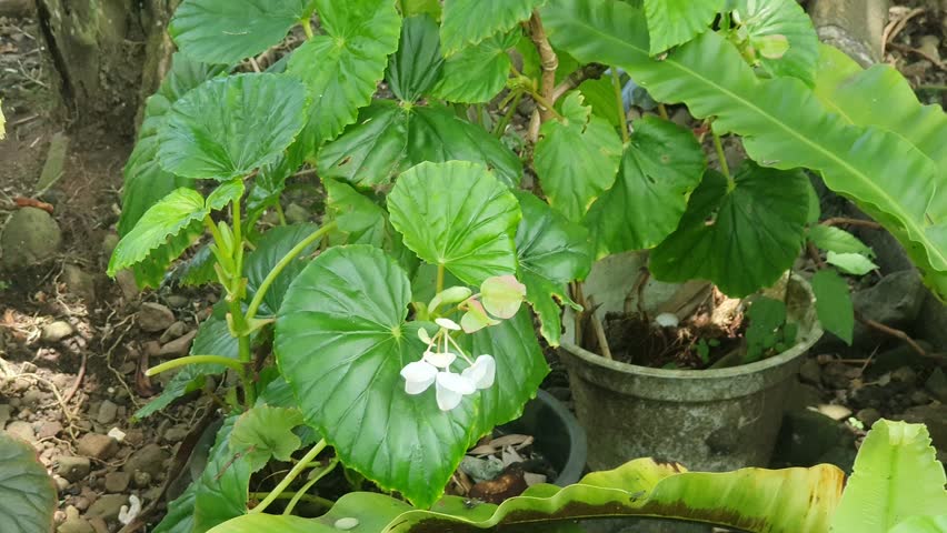green leaves and rural scenery