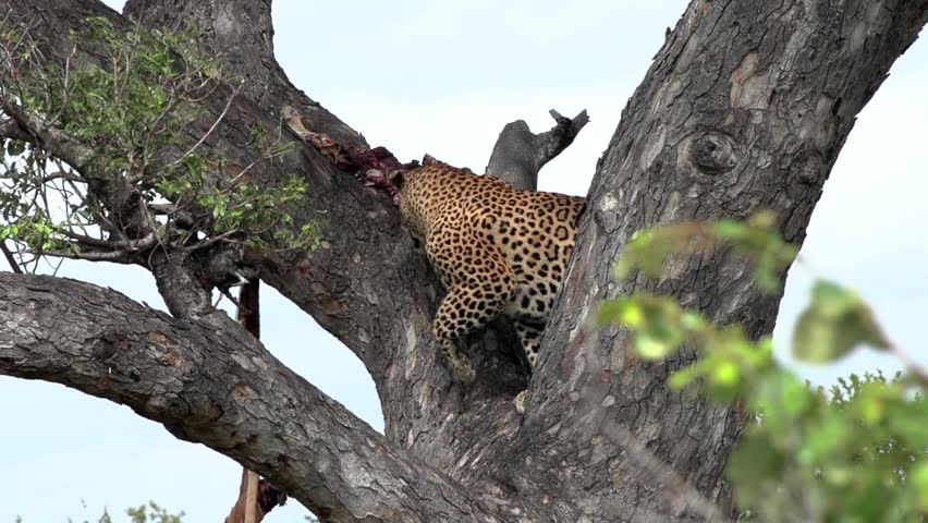 A big male leopard climbs a tree where the remains of an antelope carcass is stashed and watches the savannah while he stands proudly.