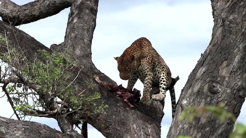 A large male leopard up in a tree feeding on the remains of an antelope.