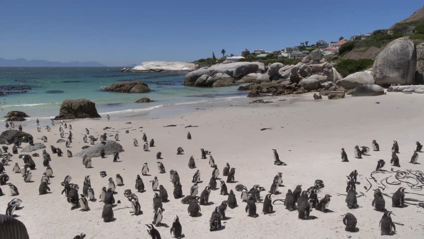 A few Jackass penguins waddle through their colony of scruffy, molting penguins, set against the backdrop of False Bay, beach houses, and mountains on a sunny day at Boulders Beach in Cape Town.