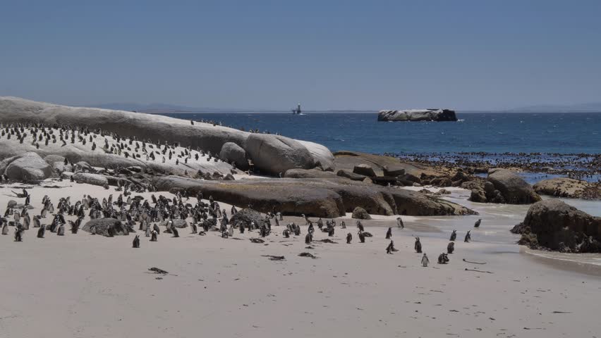 Jackass penguins waddling as others stand still at Boulders Beach, Cape Town, against a backdrop of a huge boulder out at sea and a navigation beacon in False Bay waters, South Africa.