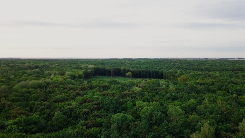 Aerial view of deforestation showing a rectangular clear-cut area with a single tree left in the middle of a green forest