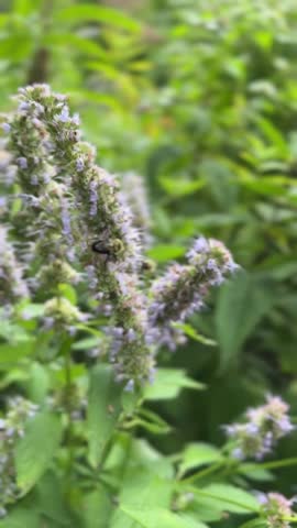Bees gather pollen on long purple flower in vertical video during summer.