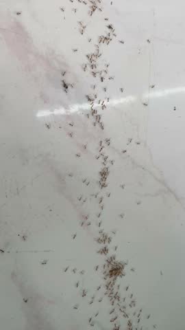 a group of red ants on the ceramic floor