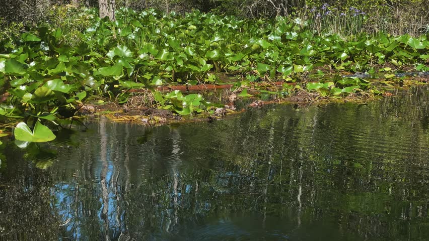 A wild alligator is partially submerged and hidden within the dense vegetation and dark water of the Okefenokee Swamp