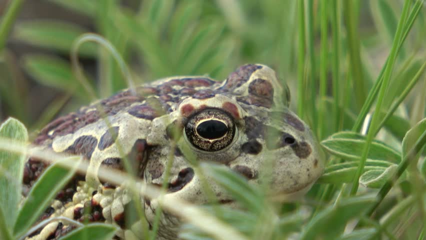 Mongolian toad close up. Dauria. Russia