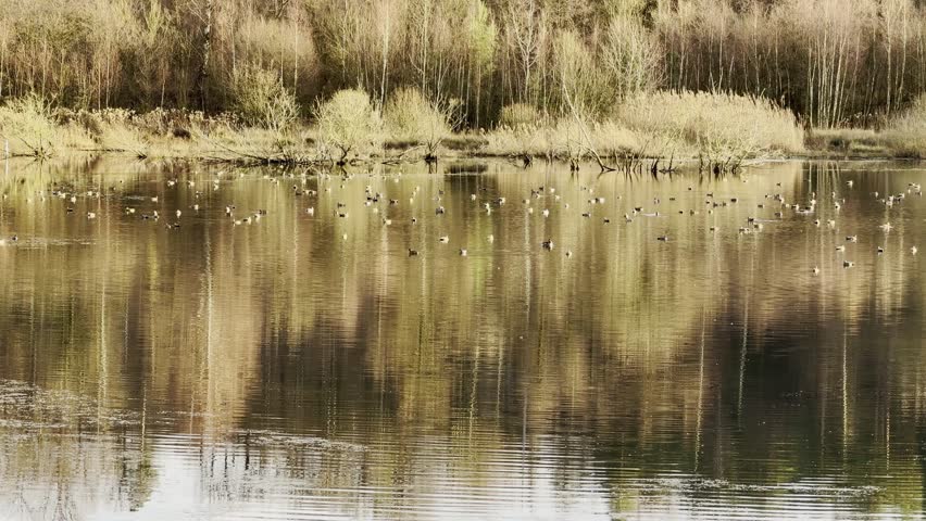 Many ducks swimming on a pond with reflections of bare trees and reeds