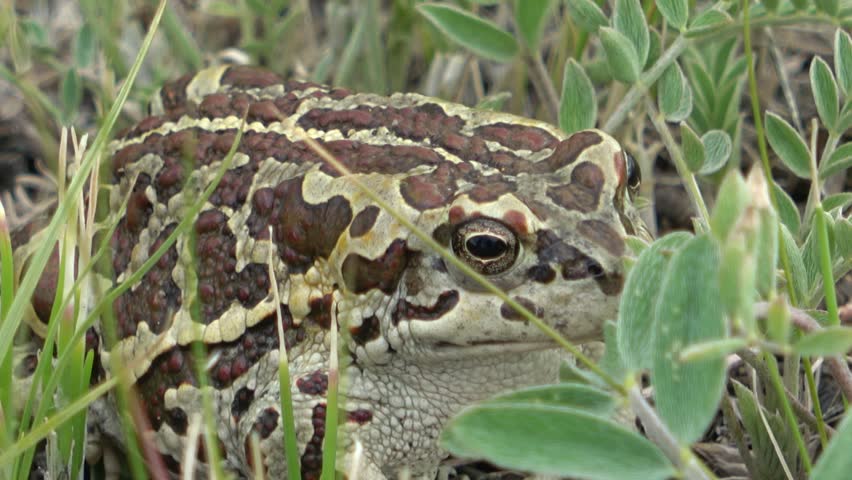 Mongolian toad close up. Dauria. Russia