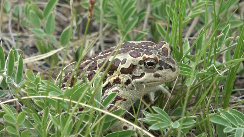 Mongolian toad close up. Dauria. Russia