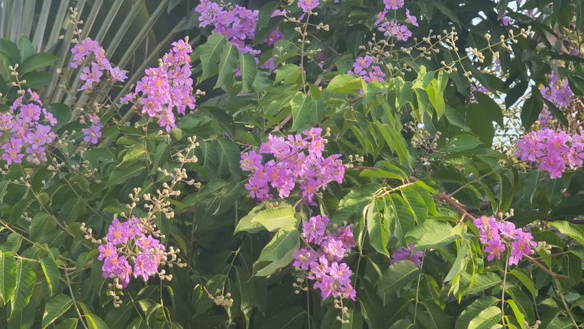 Lagerstroemia indica, Lagerstroemia speciosa, purple flowers, in the garden.