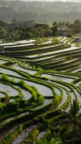 Aerial view of the stunning rice terraces in Bali, Indonesia, showcasing the vibrant green landscape and intricate patterns created by the agricultural practice. Vertical Shot