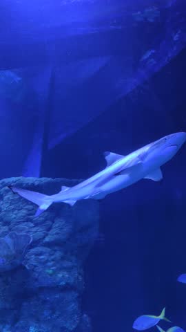 A blacktip shark (Carcharhinus melanopterus) swimming gracefully underwater in a deep blue aquarium environment. The predator moves calmly through the water, showcasing marine wildlife behavior in a controlled habitat. Ideal for themes of ocean life, marine biology, wildlife, and underwater exploration.