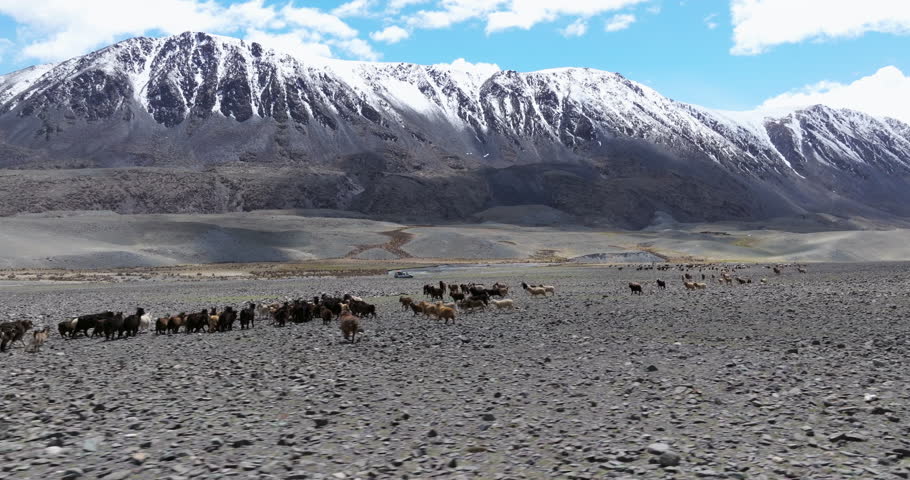 Sheep Herd Running Near Off-road Trail With Driving Car Through Tsagaan Gol Valley In Altai Mountains Of Mongolia. Aerial Drone Shot
