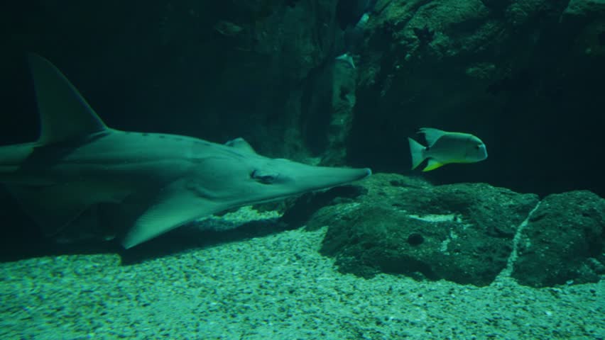 Giant guitarfish, or whitespotted wedgefish, gliding over a sandy seabed in a large aquarium. This shark-like ray features a long snout and distinctive white spots