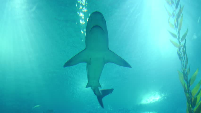 Low-angle view of a large shark swimming gracefully in clear blue water, with bright sunlight rays filtering through the surface and kelp in the background.