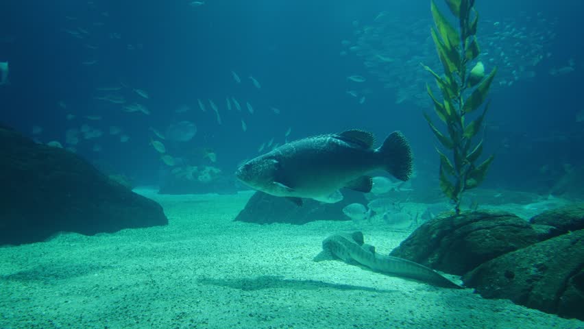 A giant grouper swims through deep blue water in a large aquarium. The underwater scene includes sandy seafloor, rocks, tall kelp, and a long eel resting on the bottom.