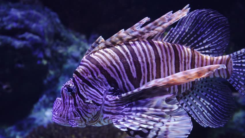 Vibrant Red Lionfish showcasing its venomous spines and striking striped pattern while swimming gracefully near a coral reef in an aquarium. 
