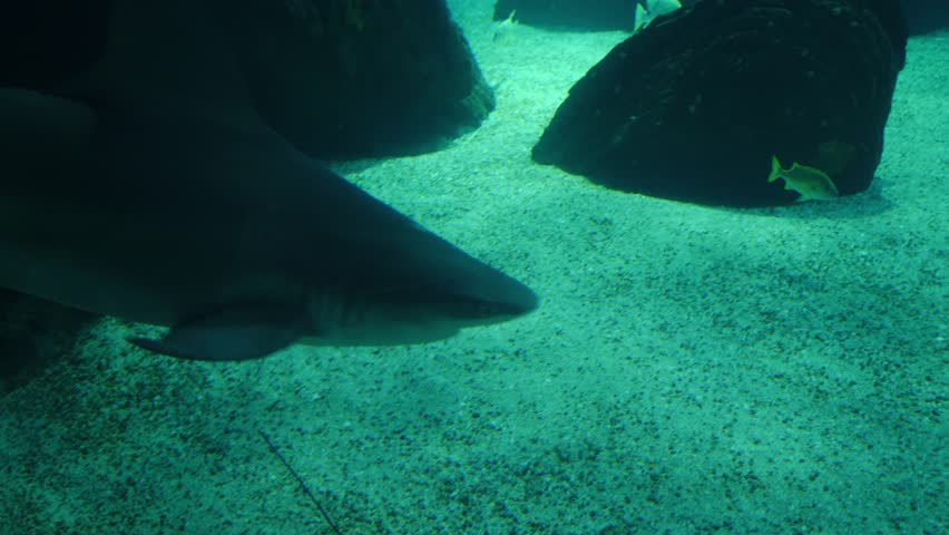 Large sand tiger sharks, also known as a grey nurse shark or ragged-tooth shark, swims gracefully over a sandy seabed in a clear blue underwater environment with large dark rocks