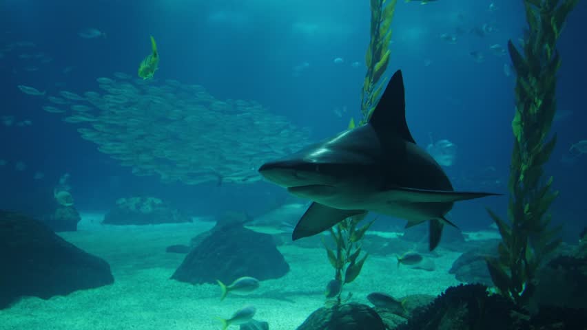 A powerful bull shark glides through a deep blue aquarium tank, passing tall kelp stalks while a large school of silver fish swims in the background. Cinematic marine life shot