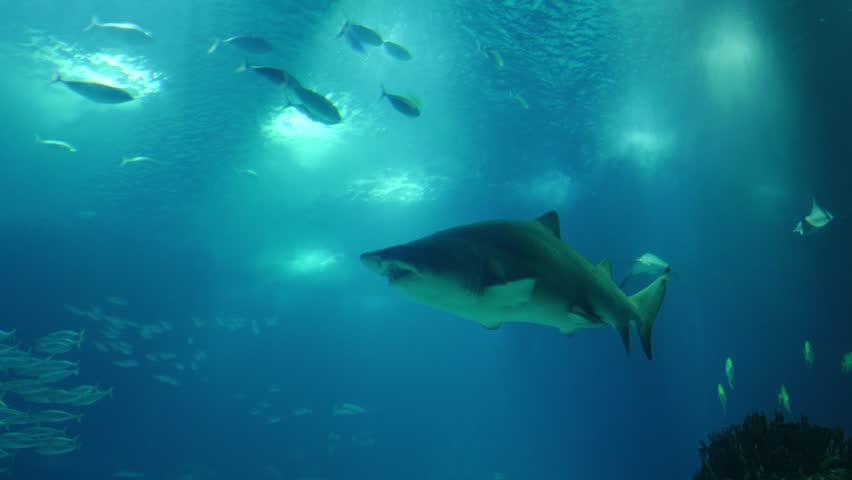 Sand tiger shark, also known as grey nurse shark, swimming in blue water with a school of fish in the background