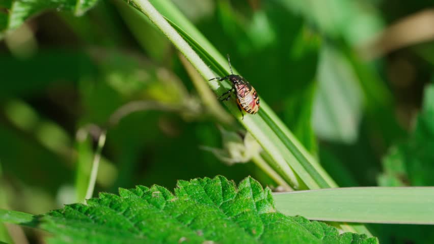 A predatory stink bug is quickly moving along a green leaf; a nymph of the species Podisus maculiventris. It has a beautifully colored upper side.