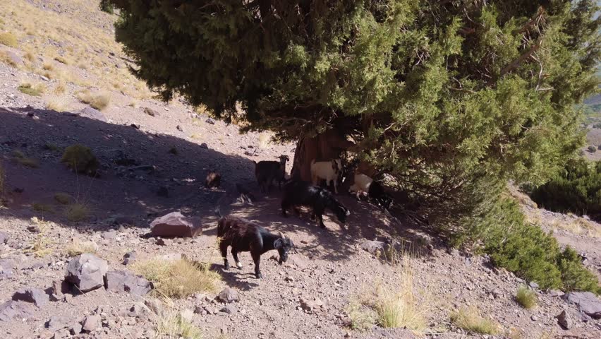 Herd of domestic goats resting and grazing beneath a juniper tree on a rocky hillside in Imlil Valley, Morocco, within the High Atlas Mountains near Mount Toubkal, reflecting traditional pastoral life