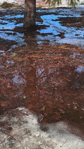 Crystal-clear meltwater reveals lingering ice, fallen leaves and rich ground textures beneath soft tree reflections, creating a beautifully descriptive end-of-winter park scene.