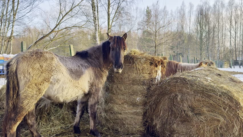 Horses are gathered around large hay bales in a snowy setting. Tall trees are visible in the background, and the ground is covered in snow.