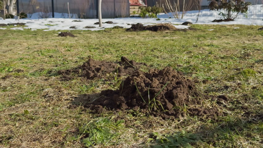 Farm area exhibits fresh mole ridges in grassy terrain. Agricultural land features recently formed earth mounds caused by moles