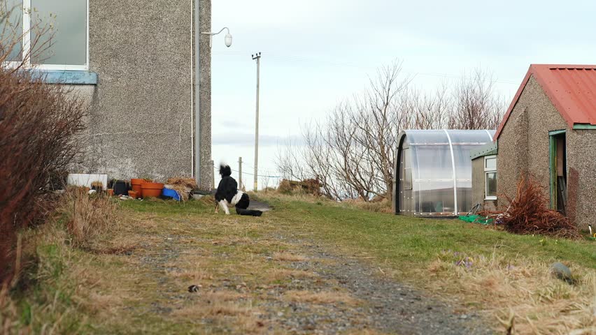 A static shot of a young collie dog playing with a tire on the Isle of Lewis.