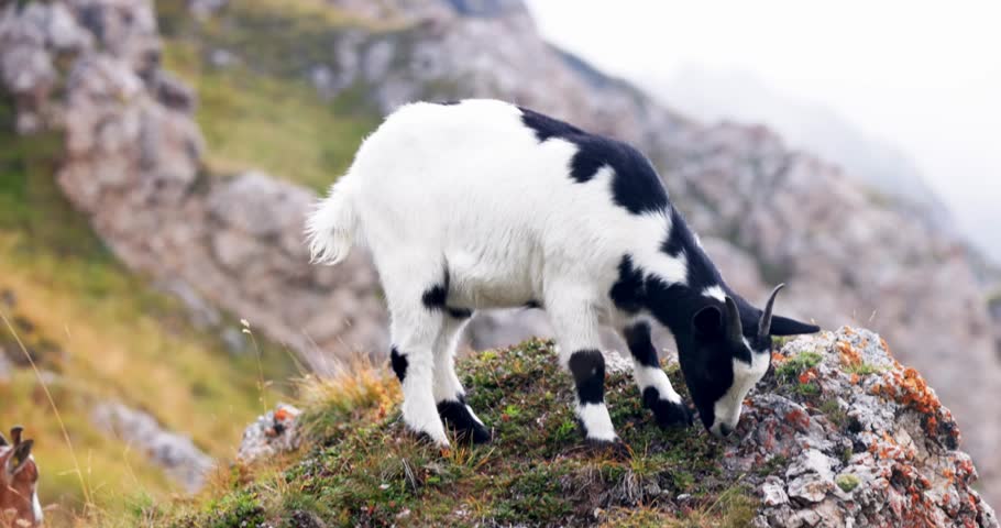 A black and white domestic goat peacefully grazes on a moss covered rocky ledge in a rugged alpine environment. The goat moves naturally across the lichen dotted stone outcrop with misty mountain