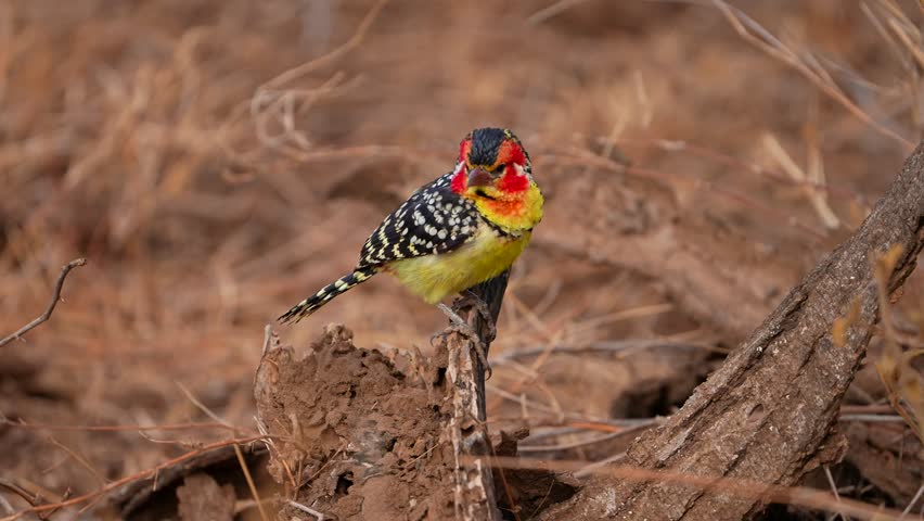 A vibrant Red-and-yellow Barbet perched on a dry branch in the savanna landscape of Amboseli National Park, Kenya. The colorful African bird displays its striking red face, yellow throat, and spotted