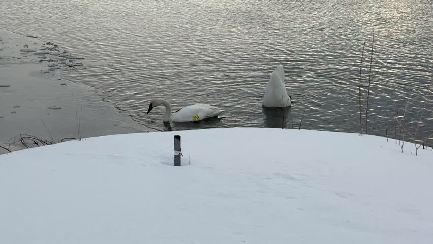 Pair of trumpeter swans swimming along the river edge. 