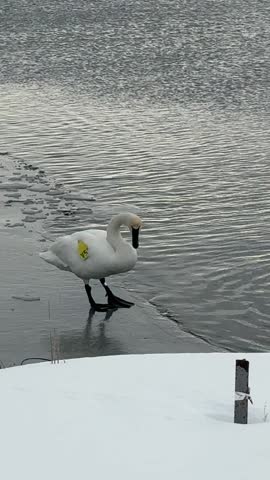 Tagged swan swimming along the icy river during spring thaw. 