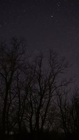Twinkling stars and satellites moving across the night sky above dark, silhouetted winter trees