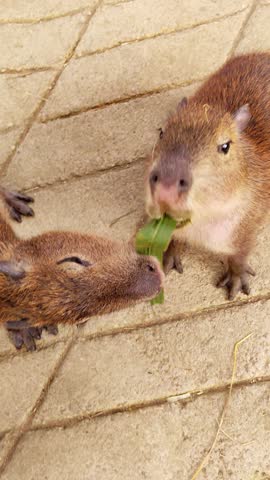 Capybara eating greens in petting zoo closeup